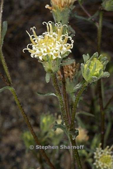 chaenactis douglasii var douglasii 3 graphic